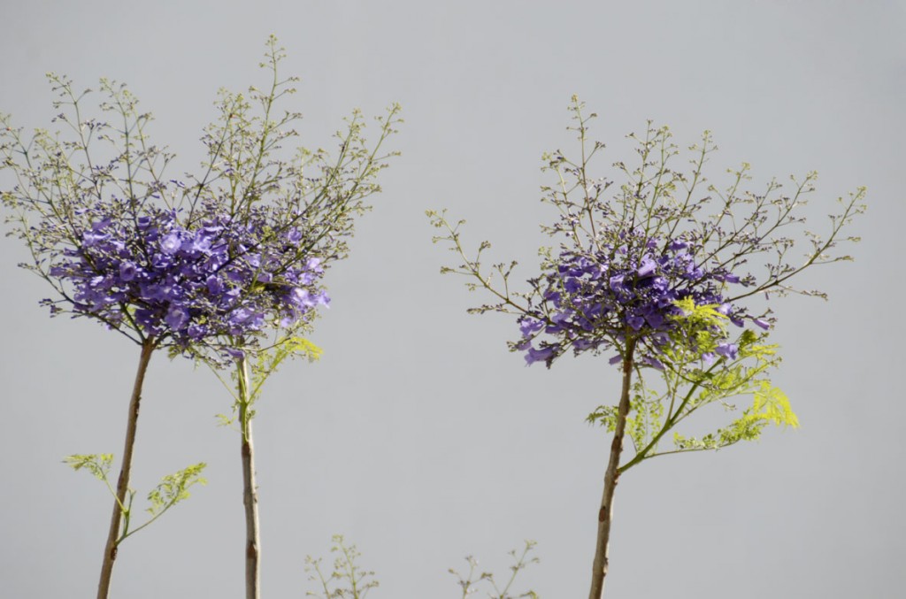jacaranda_006