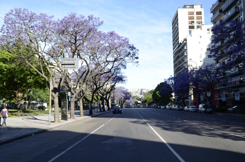 jacaranda_018