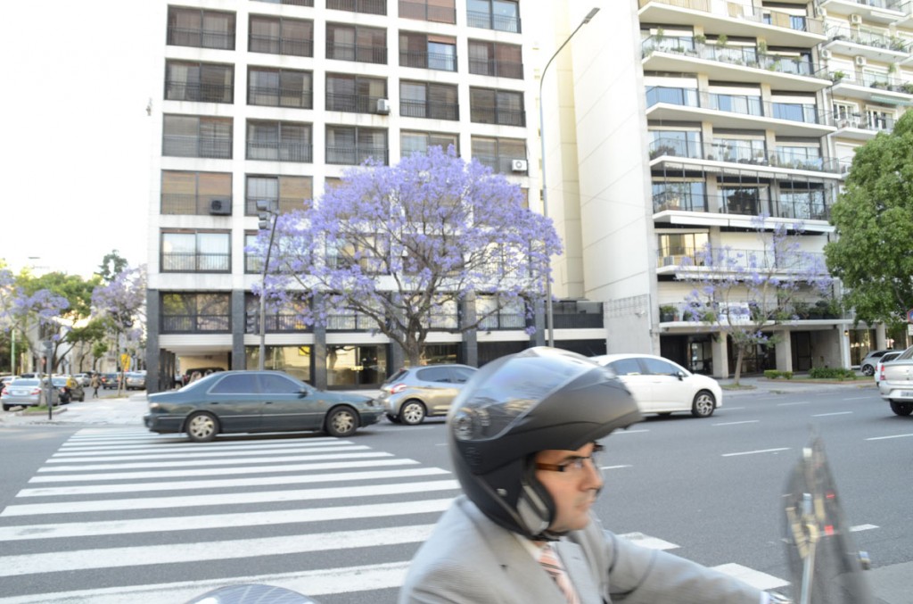 jacaranda_029