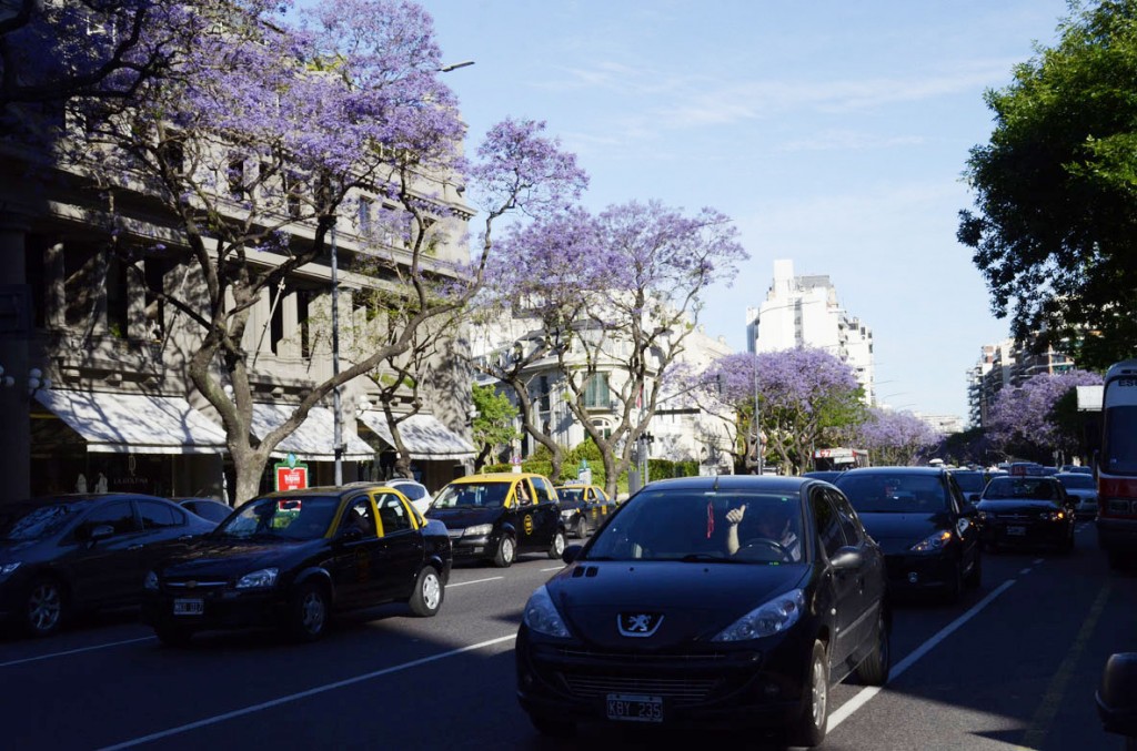 jacaranda_031
