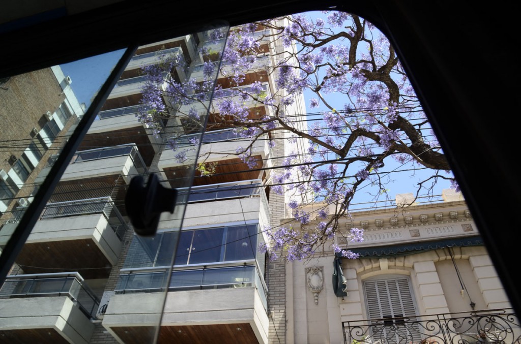 jacaranda_037