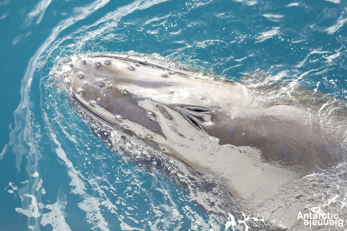 Ballenas en la Antártida - Cortesía de la Bienal de la Antártida