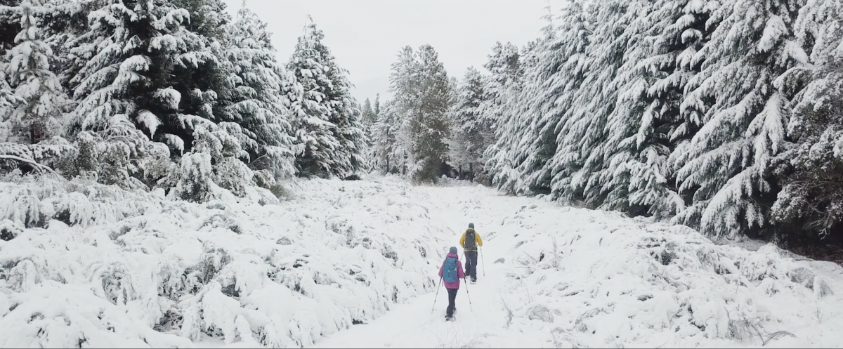 Screen Shot 2018-06-15 at 7.07.50 PM