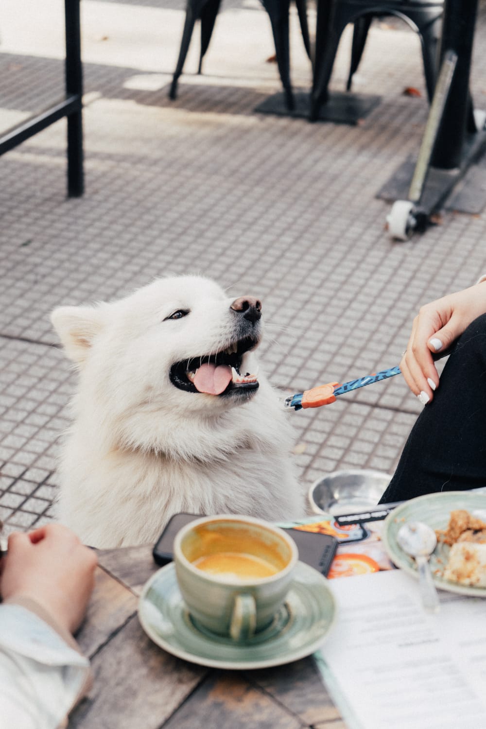 Es tendencia: cafés y restós “extra pet friendly” donde los “perrhijos” son  recibidos a lo grande – MalevaMag